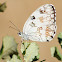 Iberian Marbled White, medioluto ibérica