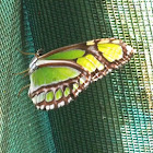 Northern Green Longwing