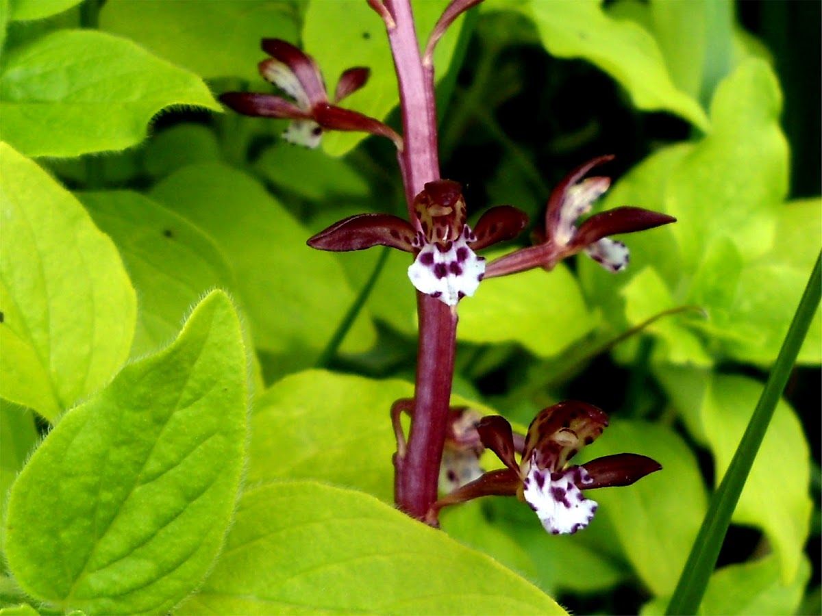 Orchid- Spotted Coralroot