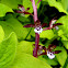 Orchid- Spotted Coralroot