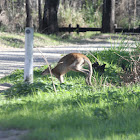 Agile Wallaby