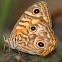 Eastern Ringed Xenica Butterfly