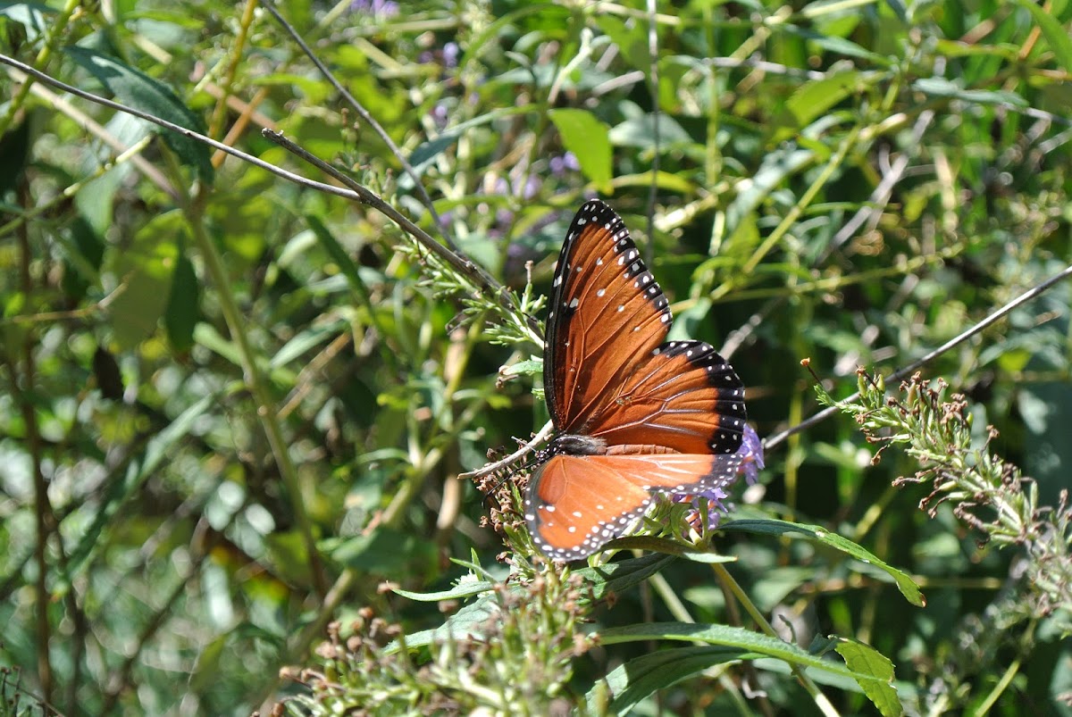 Queen Butterfly (female)