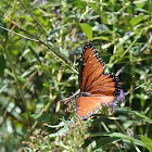 Queen Butterfly (female)