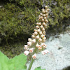 Heartleaf Foamflower