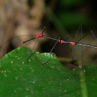 Peruvian Fern Stick Insect