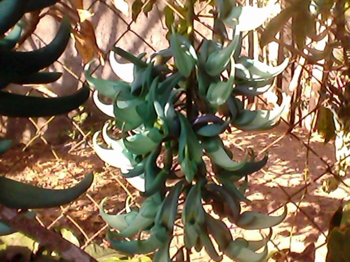 Jade Vine