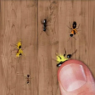 Tải game Giết Kiến Ant Smasher APK cho điện thoại Android