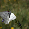 Black Veined White