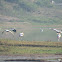 Painted Storks In Flight