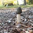 Green headed Stinkhorn (Phallus ravenellii)