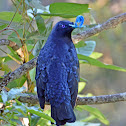 Satin Bowerbird (male)