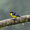 blue winged mountain tanager