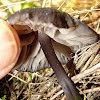 Entoloma black