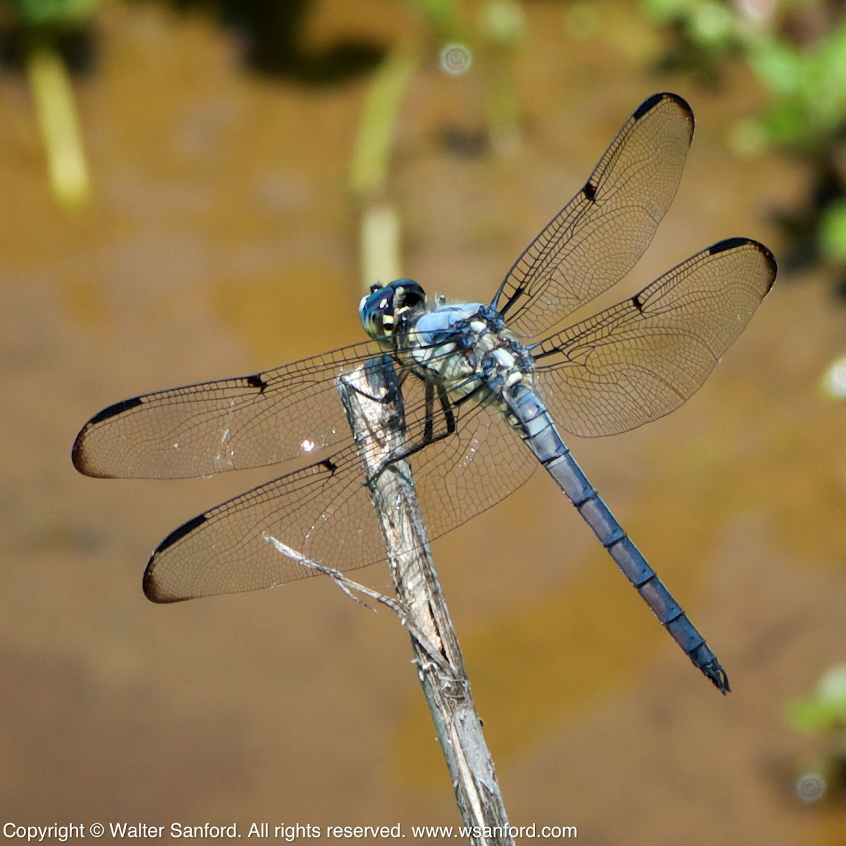Great Blue Skimmer (young male)