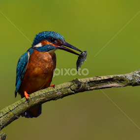 Kingfisher by Bob Rawlinson - Animals Birds