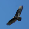 Eastern Turkey Vulture