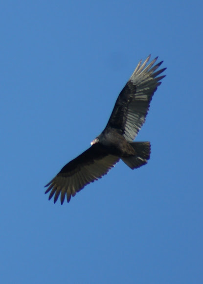 Eastern Turkey Vulture | Project Noah
