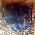 Bluebirds