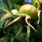 Ramanas Rose, fruit