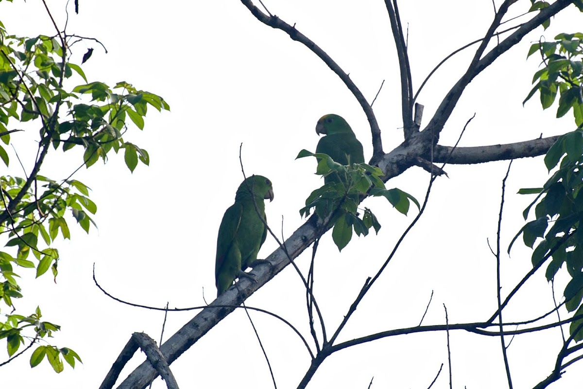 Yellow-lored Parrots