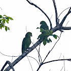 Yellow-lored Parrots