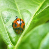 Variable Ladybird Beetle