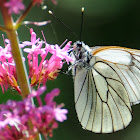 Black-veined White; Blanca del majuelo