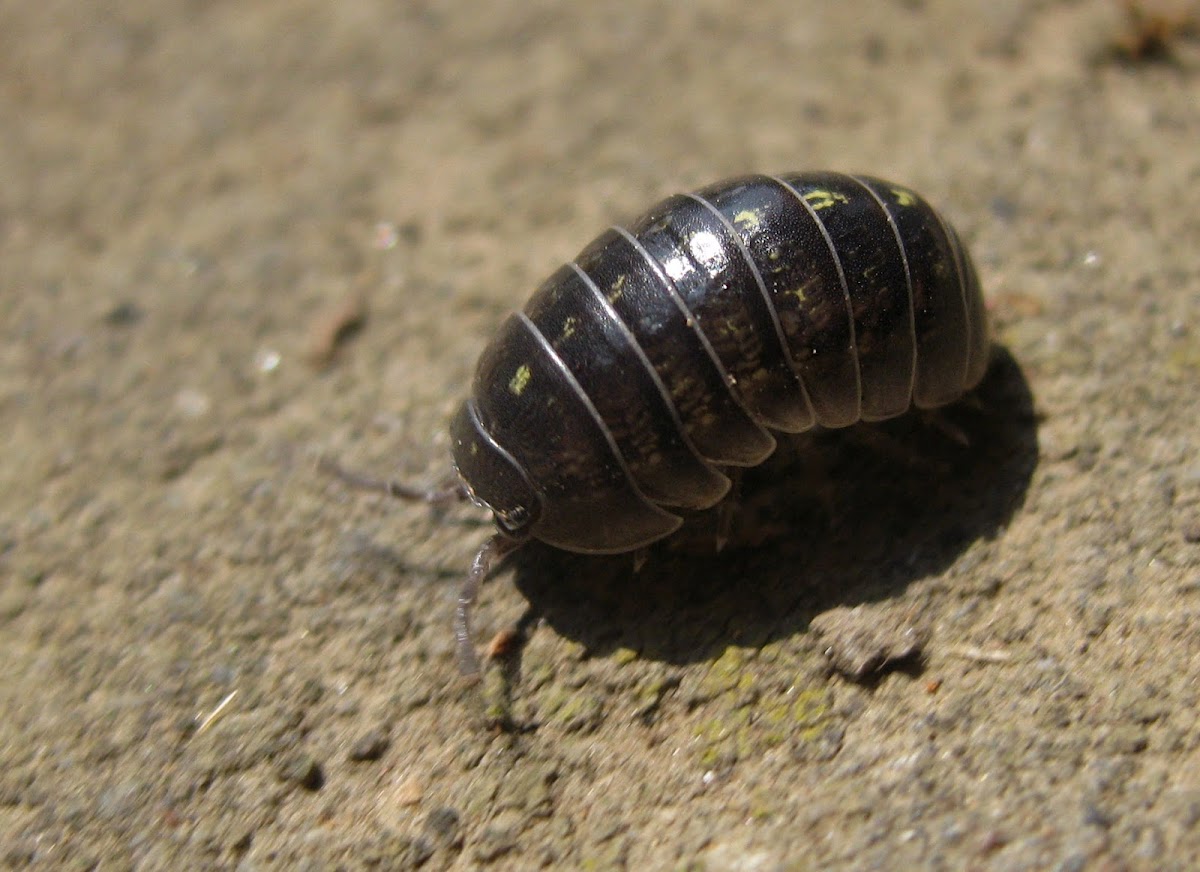 Common pill-bug