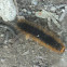 Four - eyed Hairy Caterpillar