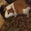 Guinea Pig