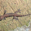 Four-clawed gecko (juvenille)