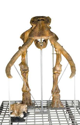 Fossil elephant (Elephas antiquus) — Google Arts & Culture