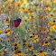 Painted Bunting