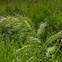 Walter's Barnyard Grass