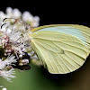 Mimic-white butterfly