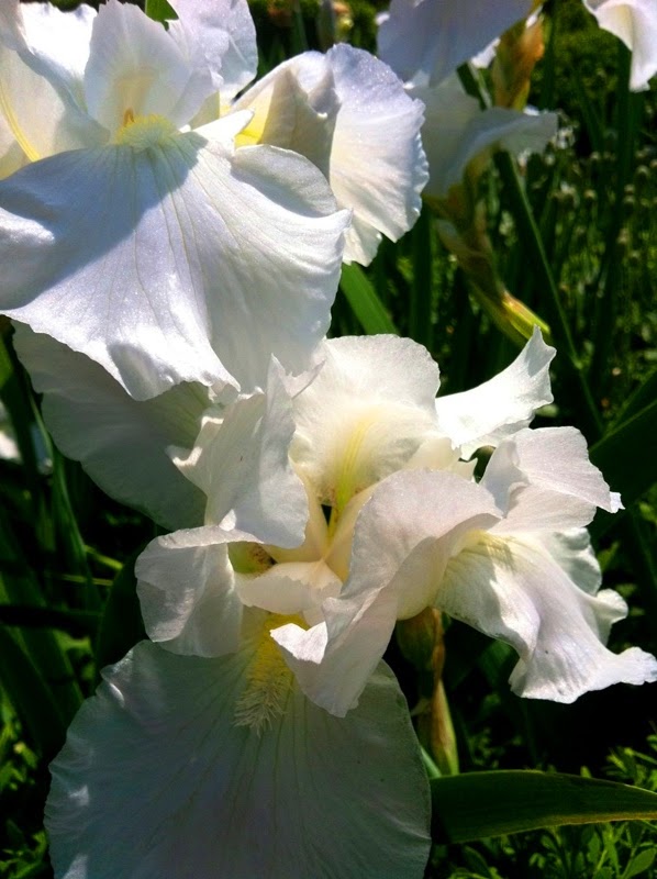 Iris: White