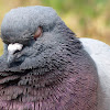 Rock Dove