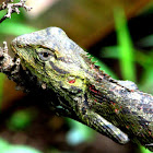 Garden Lizard