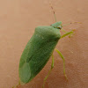 green stink bug or green soldier bug