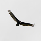 Turkey Vulture