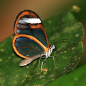 Fuzzy-spotted Ticlear