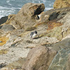 Little Penguin (Korora)