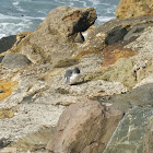 Little Penguin (Korora)