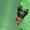 Fruit Fly