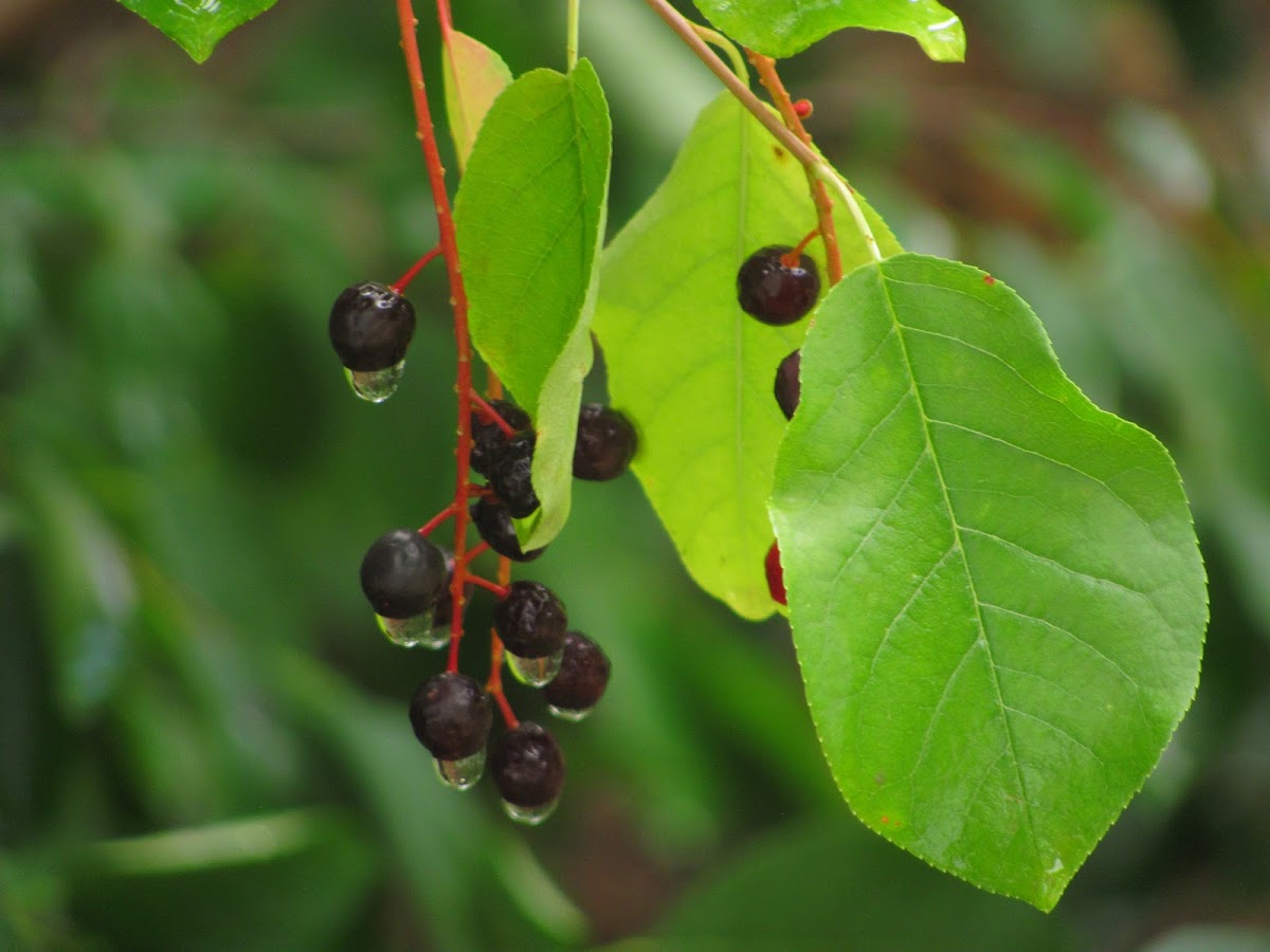 Chokecherry