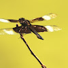 Widow skimmer dragonfly, male