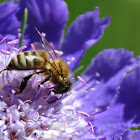 Honey Bee (?)
