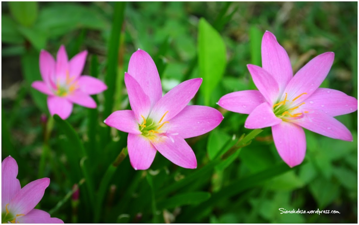 Pink Rain Lily Project Noah