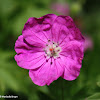 Bloody crane’s bill